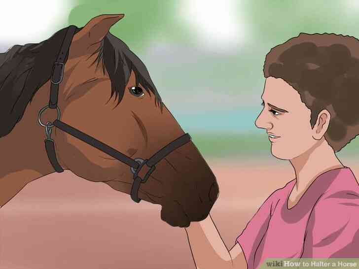 Image intitulée Licol Cheval Étape 10